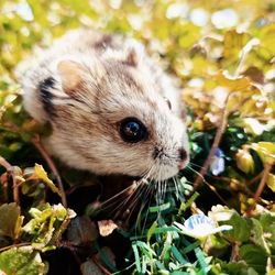 Close-up of a hamster