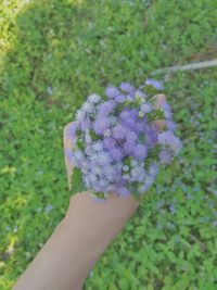 Close-up of cropped hand holding flower