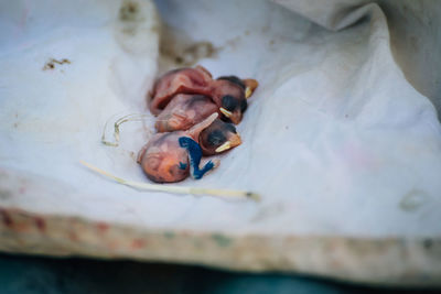 Close-up of newborn sparrows