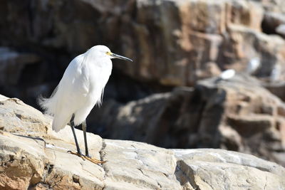 Bird perching on rock