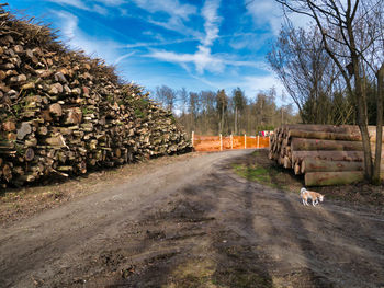 Stack of logs on road in forest