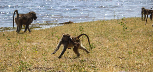 Baboons on grass against river
