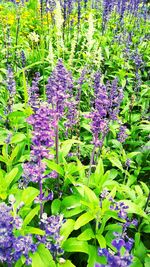 Close-up of purple flowers