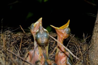 Birds perching in nest