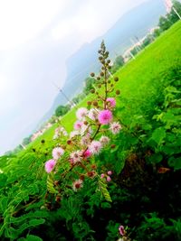 Close-up of pink flowering plants by mountains