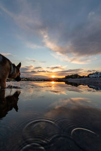Dog standing in water at sunset