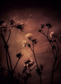 Low angle view of flowers against sky at dusk