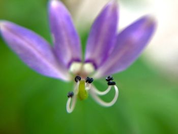 Close-up of purple flowering plant