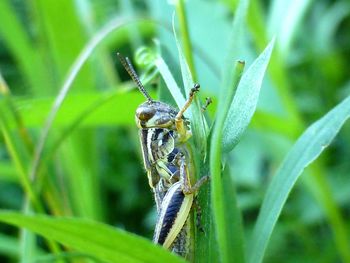 Close-up of insect on plant