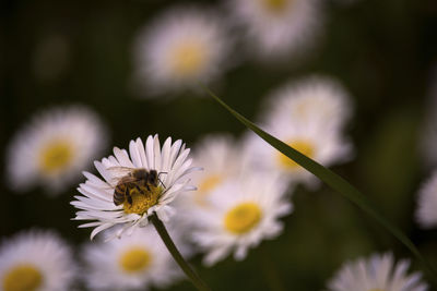 Close-up of insect on flower