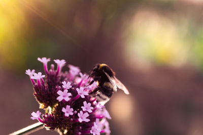 Close-up of bee pollinating on purple flower