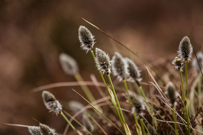 A beautiful cotton grass in a swamp in early spring