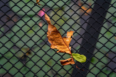 Close-up of chainlink fence