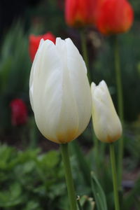 Close-up of white flower blooming outdoors