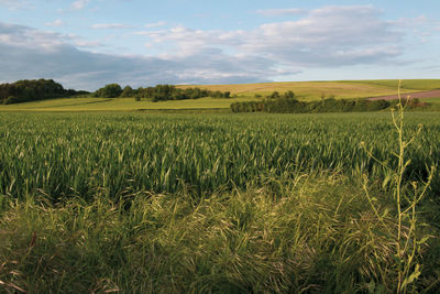 Hikes in spring through meadows and fields near bad nauheim.