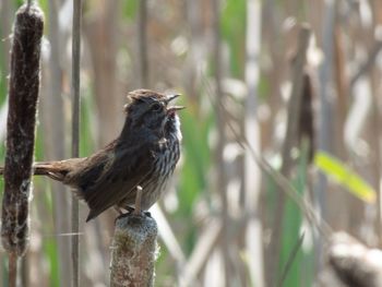 Close-up of bird perching on a tree