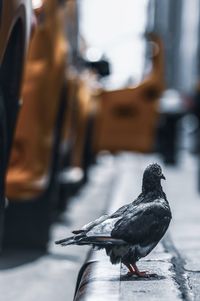 Close-up of pigeon perching