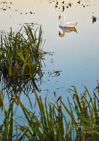 Birds swimming in lake