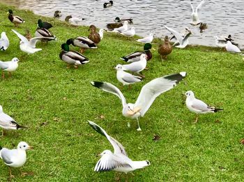 Flock of swans on lake