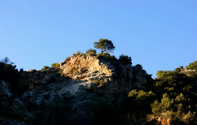 Low angle view of trees against blue sky