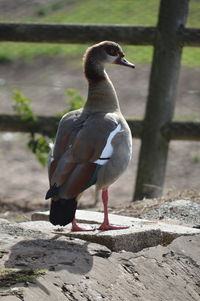 Close-up of bird perching outdoors