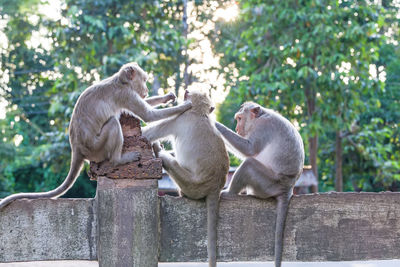 Monkeys checking for fleas and ticks on concrete fence in the park.