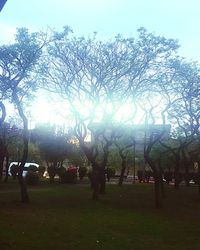 Trees on field against sky