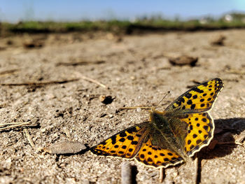 Close-up of butterfly on a land