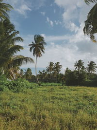 Scenic view of palm trees on field against sky