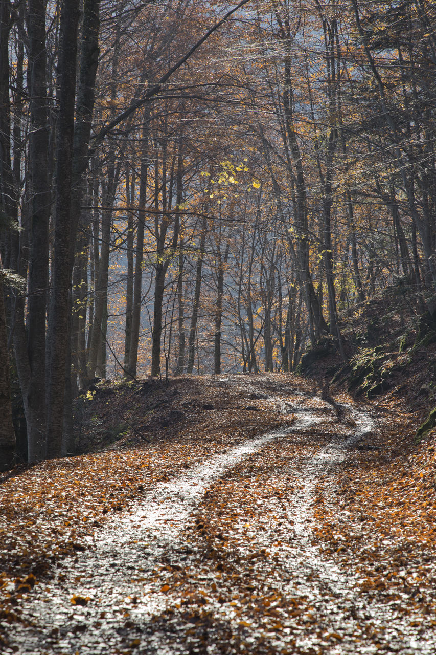 ROAD AMIDST TREES DURING AUTUMN