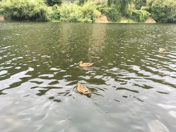 High angle view of ducks swimming in lake