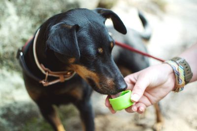Close-up of a hand holding a dog