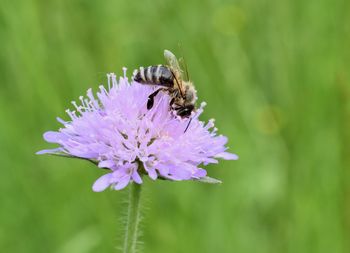 Close-up of bee pollinating on purple flower