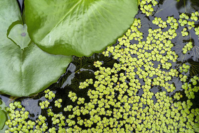 High angle view of flowering plant leaves floating on water