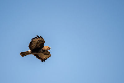 Low angle view of bird flying against clear blue sky