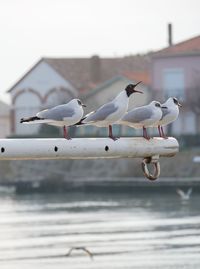 Close-up of seagull perching on water against sky