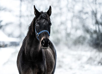 Close-up of a horse on snow field