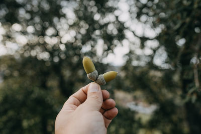 Close-up of hand holding plant