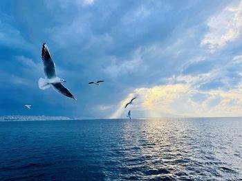 Seagulls flying over sea against sky during sunset