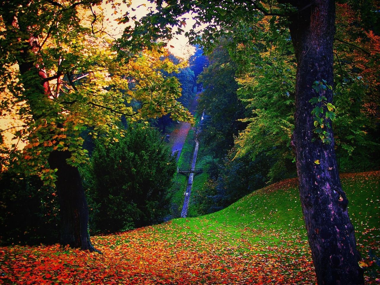 tree, autumn, tranquility, change, growth, beauty in nature, tranquil scene, nature, season, tree trunk, scenics, branch, park - man made space, landscape, forest, grass, orange color, idyllic, non-urban scene, no people