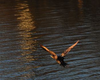 Bird flying over lake