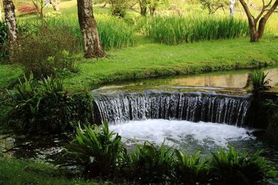 Scenic view of waterfall in forest