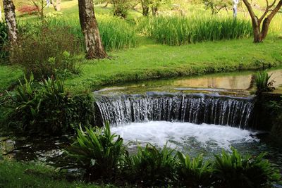 Scenic view of waterfall in forest