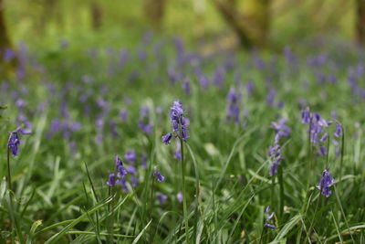 Close-up of purple flowering plants on field