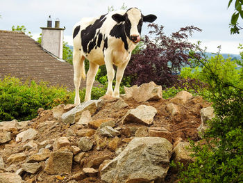 Horse standing on rock