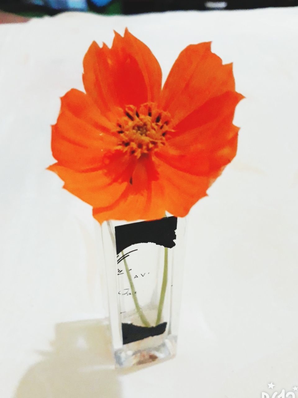 flowering plant, flower, vulnerability, fragility, freshness, petal, flower head, plant, inflorescence, beauty in nature, close-up, vase, nature, orange color, indoors, no people, table, white background, bottle, pollen, glass, orange, flower arrangement