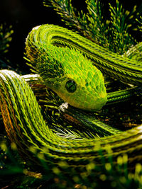 Close-up of snake on tree