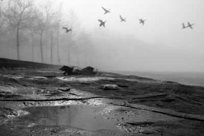 Flock of birds flying over land