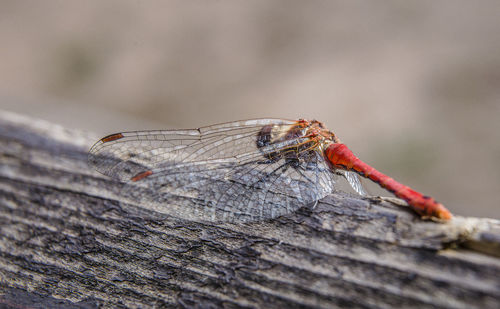 Close-up of dragonfly on wood