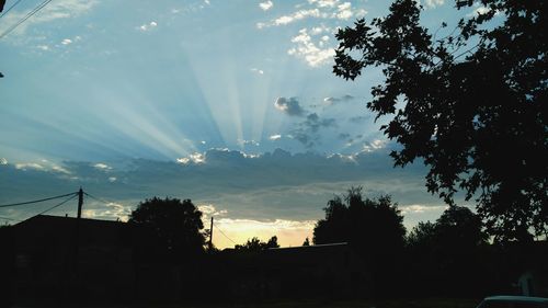 Sun shining through trees